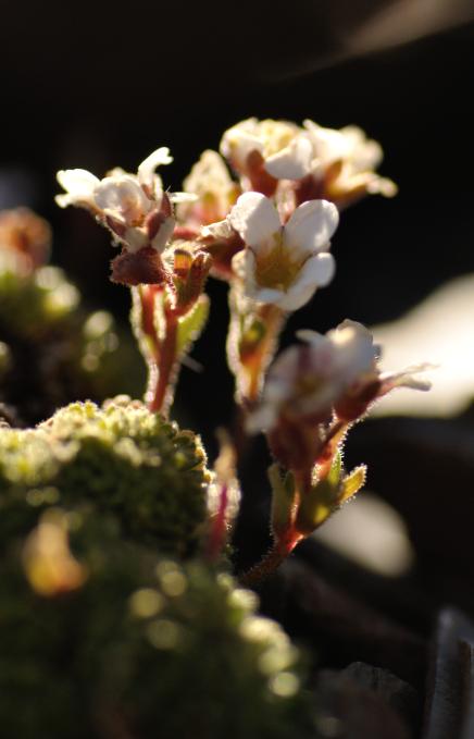 saxifraga intricata.jpg