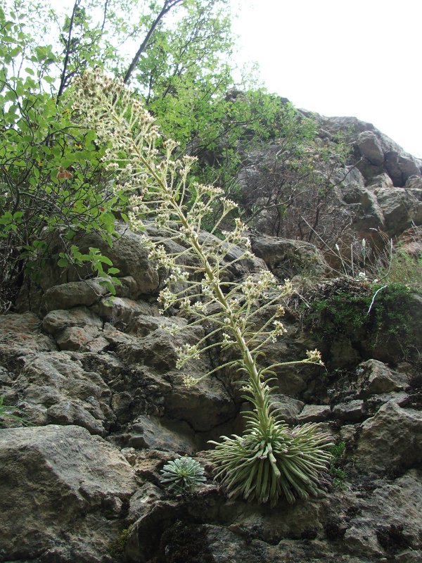 saxifrage.jpg