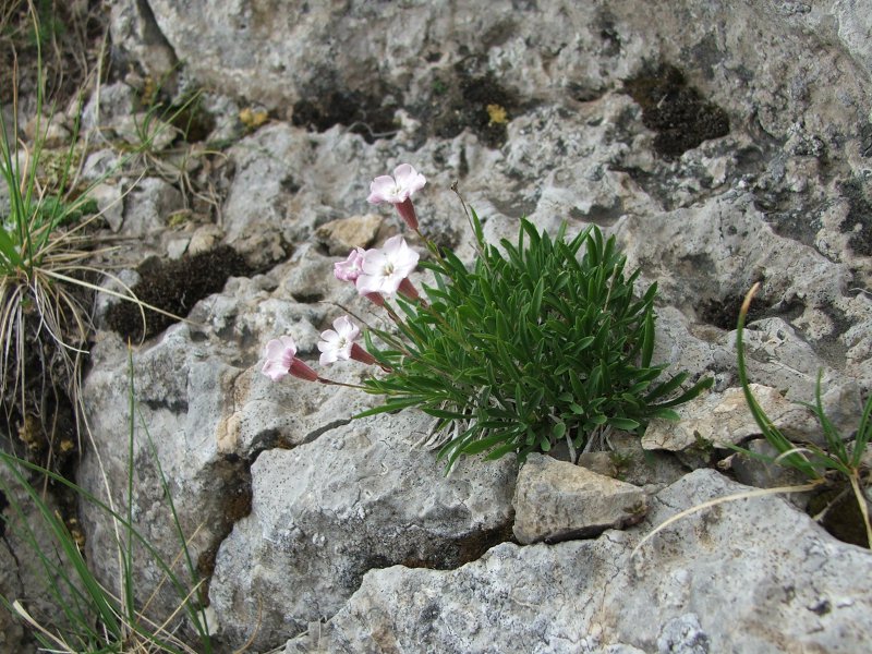 silene.jpg