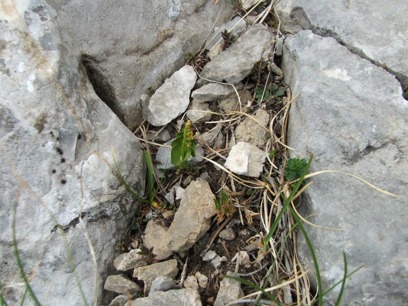 botrychium.jpg