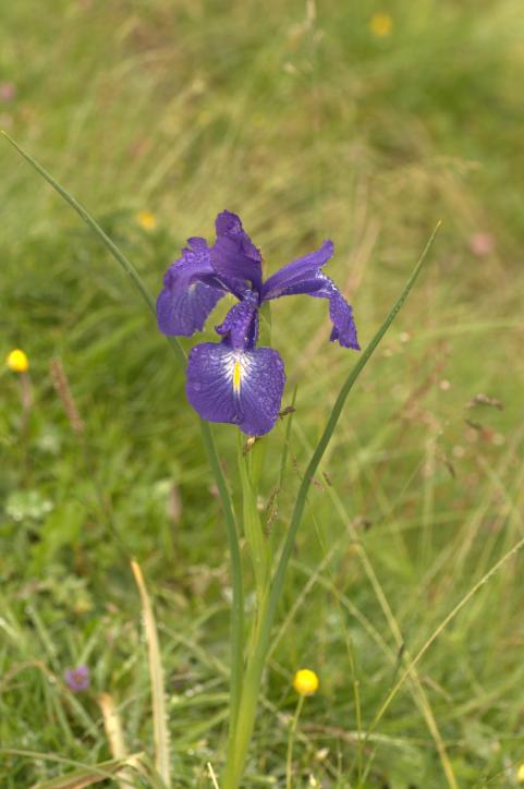 iris latifolia.jpg