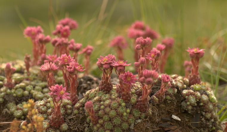 sempervivum arachnoides.jpg