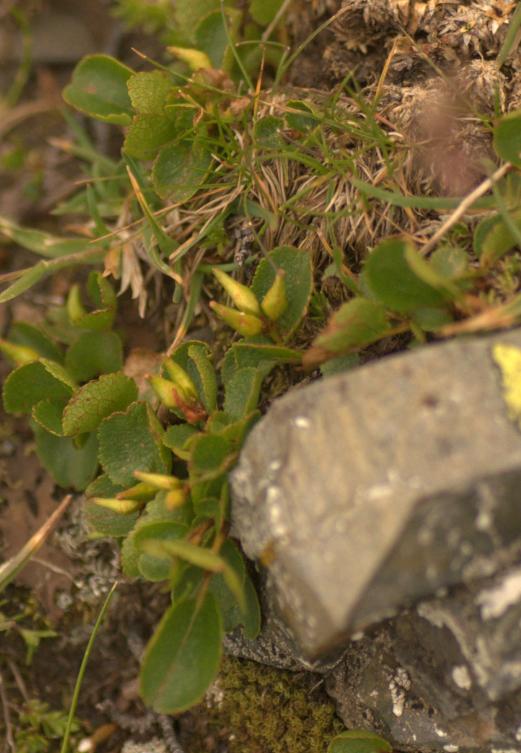 salix herbacea.jpg