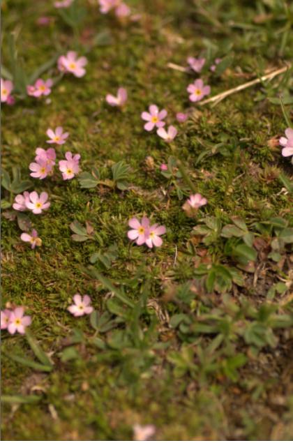 androsace carnea.jpg