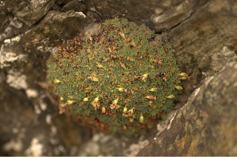 androsace pyrenaica.jpg