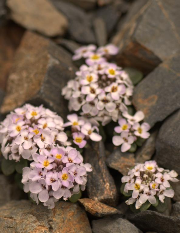 iberis spathulata.jpg
