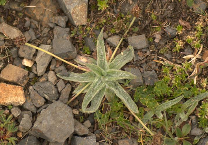 plantago monopserma.jpg