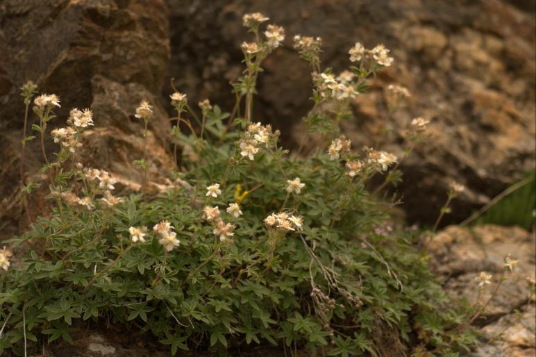 potentilla alchemilloides.jpg