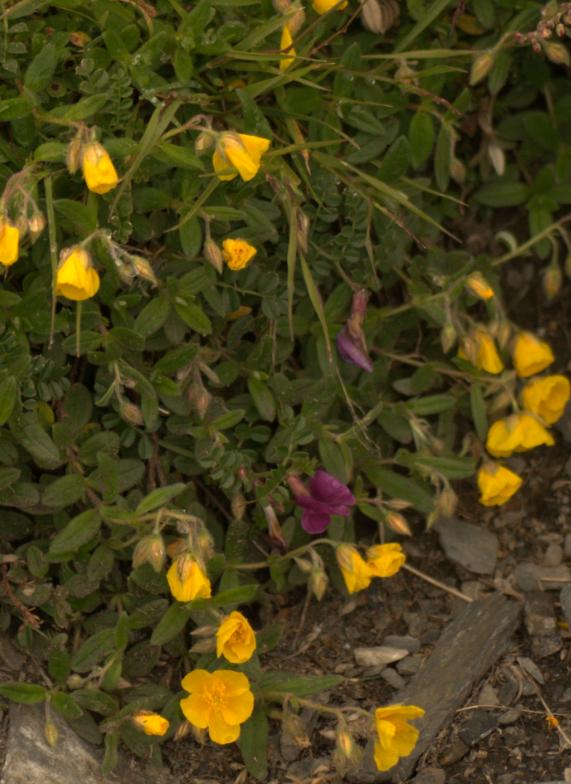 helianthemum nummularium.jpg