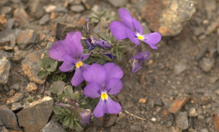 violette de lapeyrouse.jpg