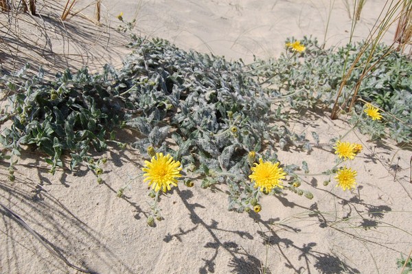 Hieracium eriophorum11 [1600x1200].JPG