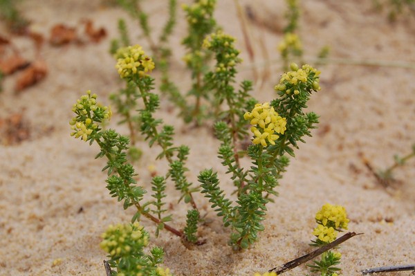 Galium arenaria4 [1600x1200].JPG