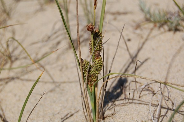 Carex trinervis [1600x1200].JPG
