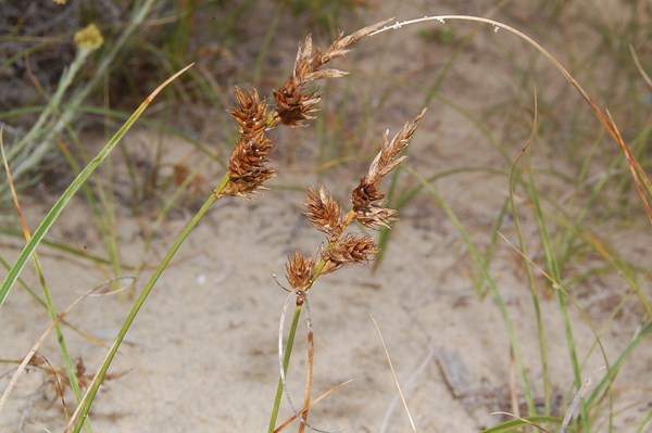 Carex arenaria [1600x1200].JPG