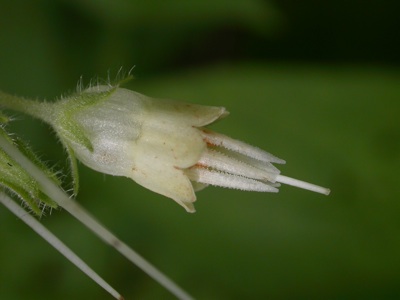Symphytum bulbosum.jpg