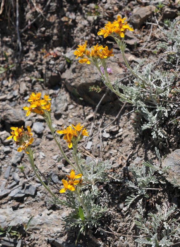 Senecio incana subsp. incana.jpeg
