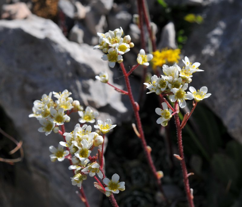 Saxifraga paniculata.jpeg