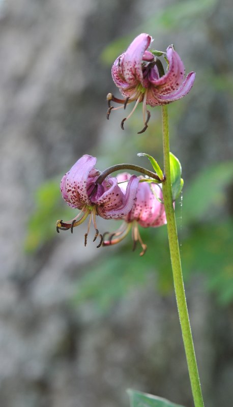 Lilium martagon.jpeg