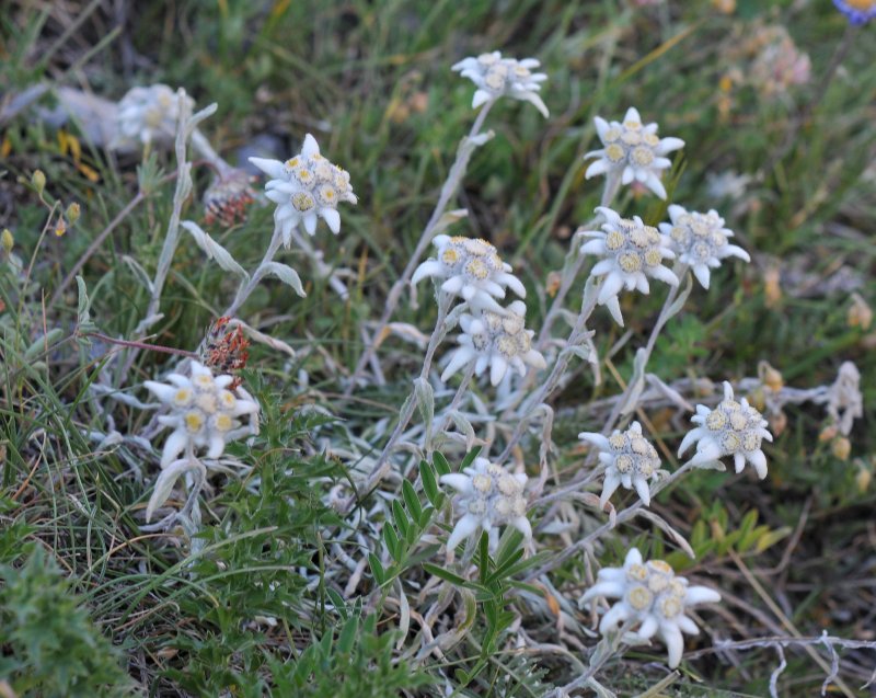 Leontopodium nivale subsp. alpinum.jpeg