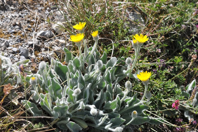 Hieracium tomentosum.jpeg