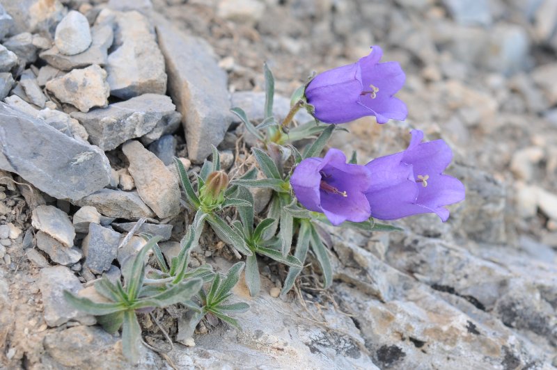 Campanula alpestris.jpeg