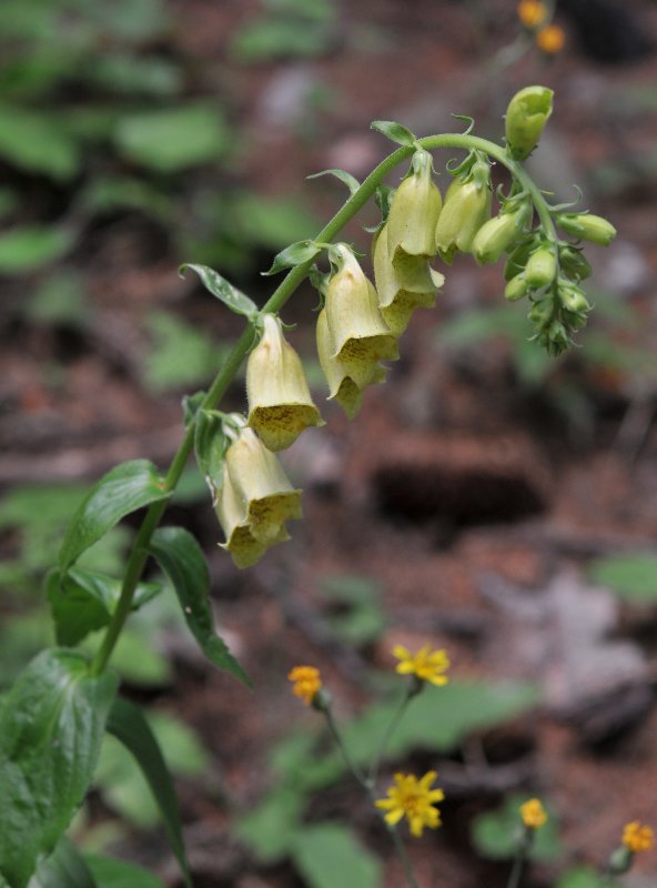 Digitalis grandiflora.jpeg