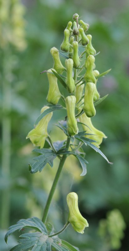 Aconit lycoctonum subsp. vulparia.jpeg