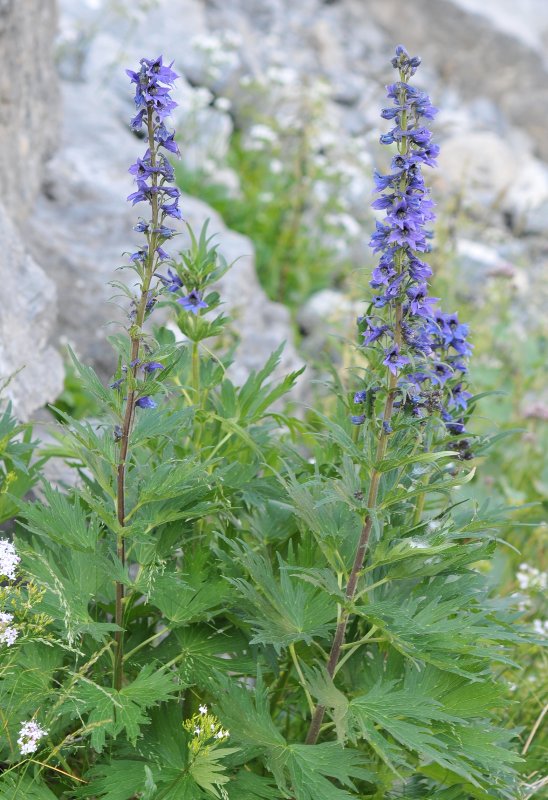 Delphinium dubium.jpeg