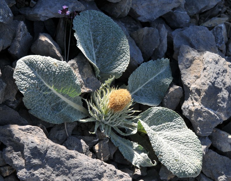 Berardia subacaulis.jpeg