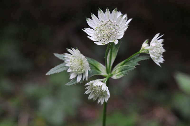 Astrantia major.jpeg