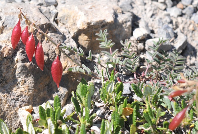 Astragalus australis.jpeg