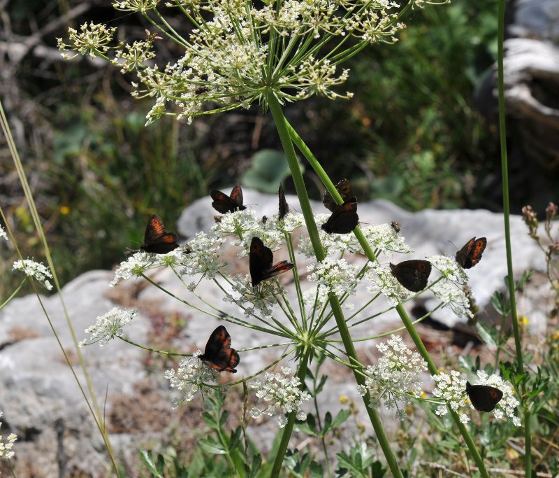 Papillons.jpeg