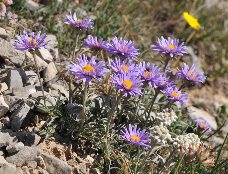 Aster alpinus.jpeg