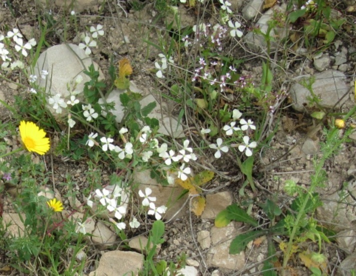 Blanche minuscule.JPG
