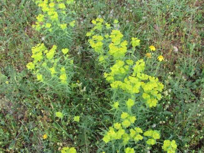 Euphorbia biumbellata - - QUESTION (1).JPG