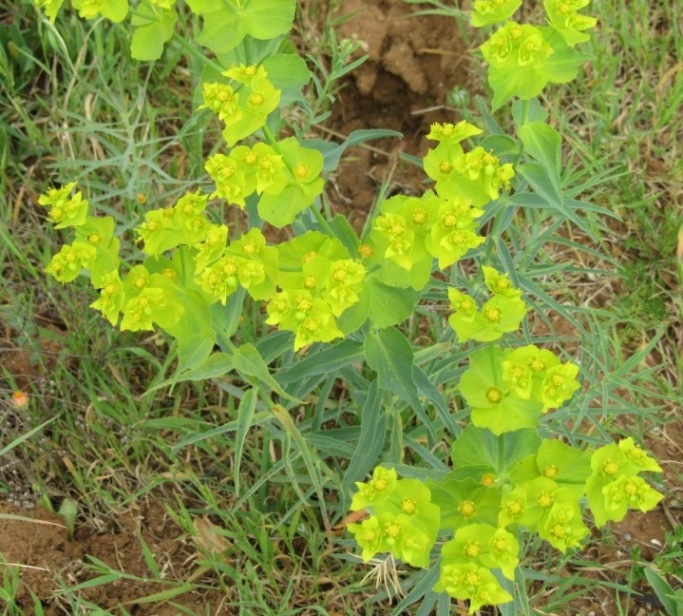Euphorbia biumbellata - - QUESTION (3).JPG