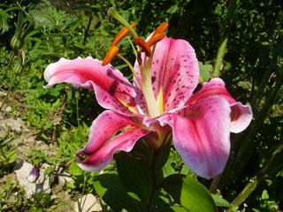 IMGP0342.JPG