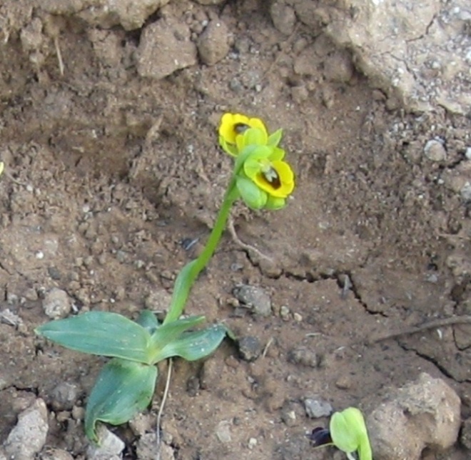 Ophrys lutea (ou battandieri).JPG