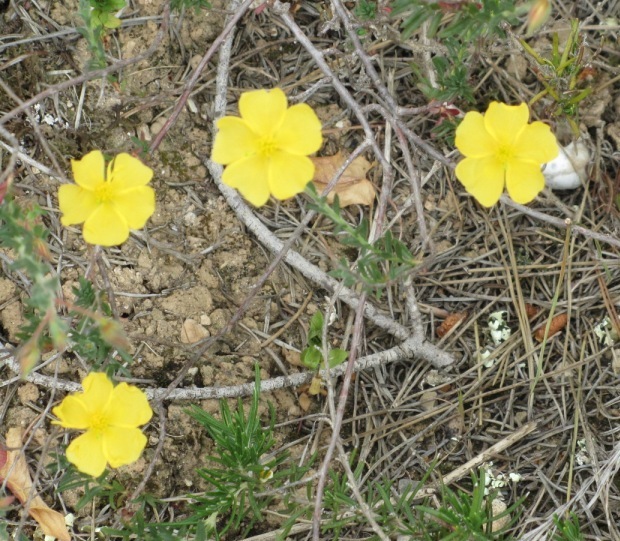 Helianthemum spec - - QUESTION.JPG