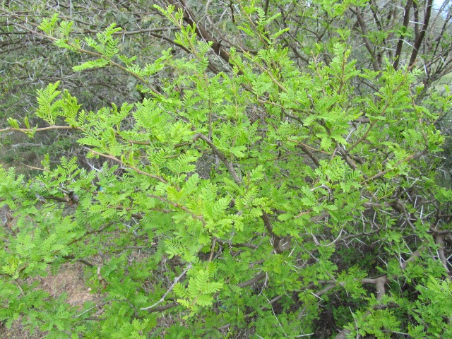 Acacia spec.JPG
