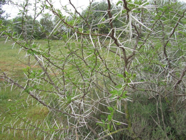 Acacia spec2.JPG