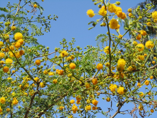 Acacia spec3.JPG