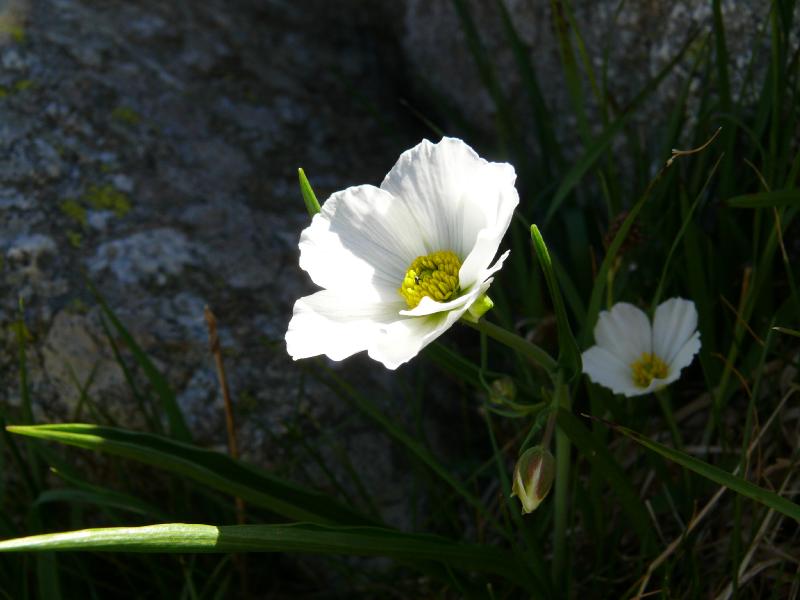 ranunculus.jpg