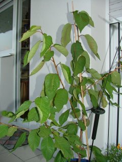 27 Juillet 2008 036-3.jpg