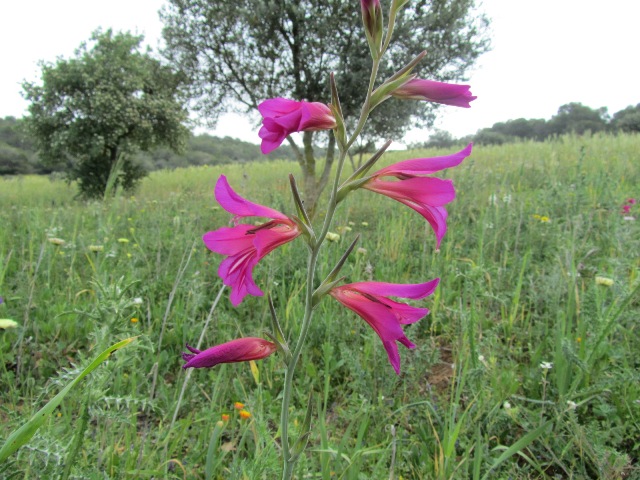 Gladiolus italicus ou illyricus.JPG