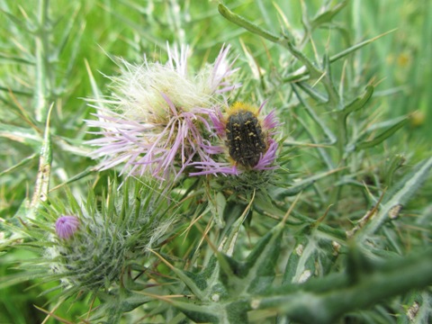 Carduus pycnocephalus - Question (1).JPG