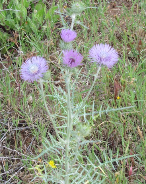 Carduus pycnocephalus - Question (3).JPG