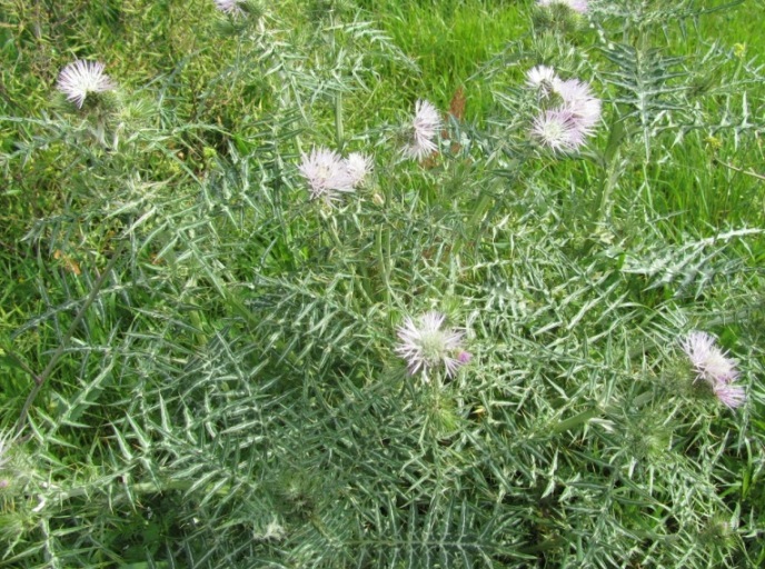 Carduus pycnocephalus - Question (4).JPG