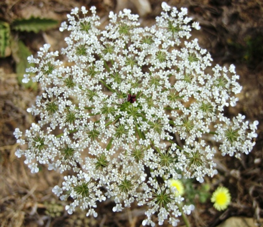 Ammi majus - question.JPG
