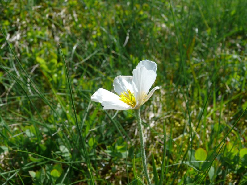 ranunculus p.jpg